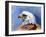 Eagle Portrait-Spencer Williams-Framed Giclee Print