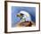 Eagle Portrait-Spencer Williams-Framed Giclee Print