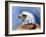 Eagle Portrait-Spencer Williams-Framed Giclee Print