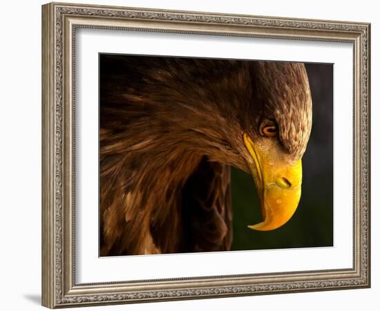 Eagle Pursues Prey-Adriana K.H.-Framed Photographic Print