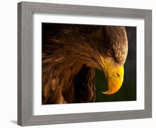 Eagle Pursues Prey-Adriana K.H.-Framed Photographic Print
