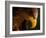 Eagle Pursues Prey-Adriana K.H.-Framed Photographic Print