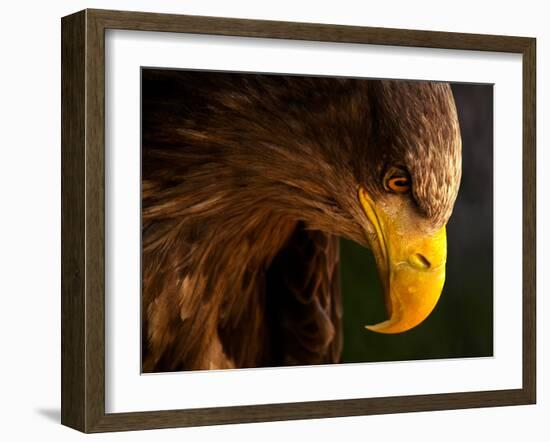 Eagle Pursues Prey-Adriana K.H.-Framed Photographic Print