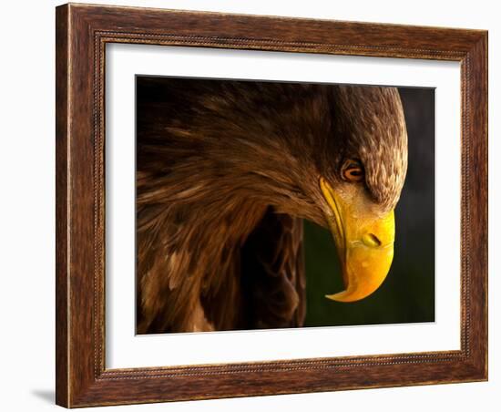 Eagle Pursues Prey-Adriana K.H.-Framed Photographic Print