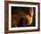 Eagle Pursues Prey-Adriana K.H.-Framed Photographic Print