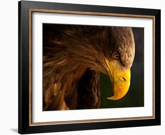 Eagle Pursues Prey-Adriana K.H.-Framed Photographic Print