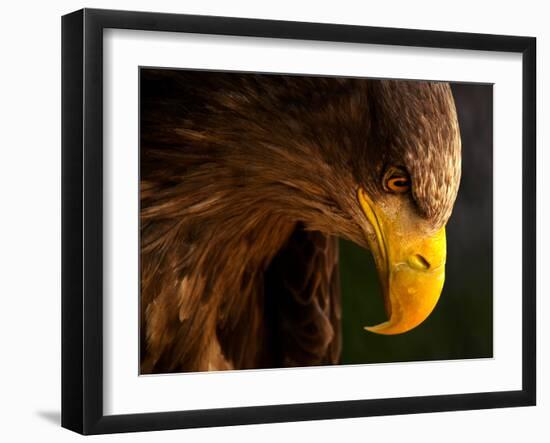 Eagle Pursues Prey-Adriana K.H.-Framed Photographic Print