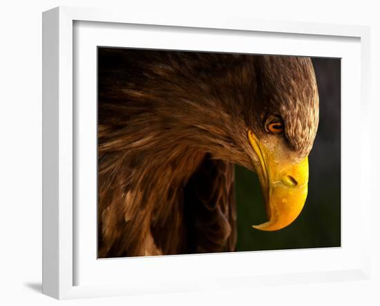 Eagle Pursues Prey-Adriana K.H.-Framed Photographic Print