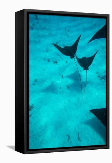 Eagle Rays Swimming in the Pacific Ocean, Tahiti, French Polynesia-null-Framed Premier Image Canvas