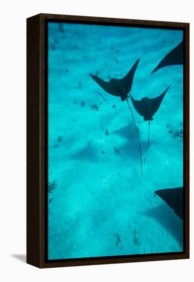 Eagle Rays Swimming in the Pacific Ocean, Tahiti, French Polynesia-null-Framed Premier Image Canvas