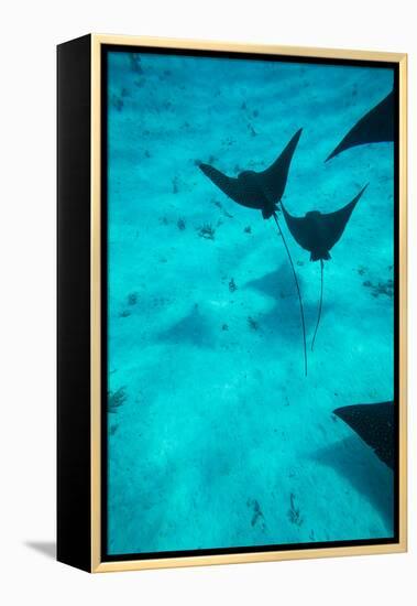 Eagle Rays Swimming in the Pacific Ocean, Tahiti, French Polynesia-null-Framed Premier Image Canvas