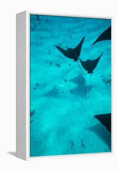 Eagle Rays Swimming in the Pacific Ocean, Tahiti, French Polynesia-null-Framed Premier Image Canvas