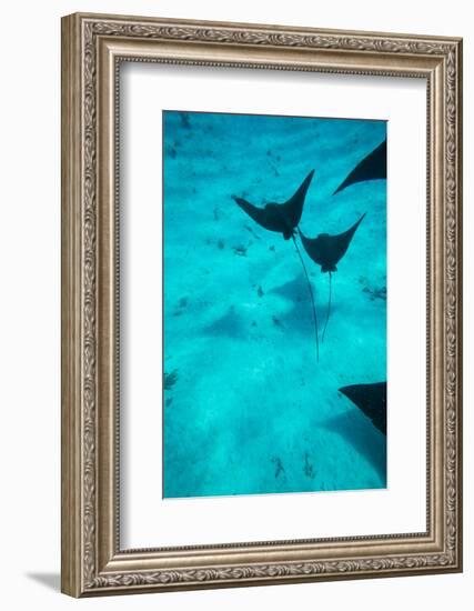 Eagle Rays Swimming in the Pacific Ocean, Tahiti, French Polynesia-null-Framed Photographic Print