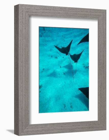 Eagle Rays Swimming in the Pacific Ocean, Tahiti, French Polynesia-null-Framed Photographic Print