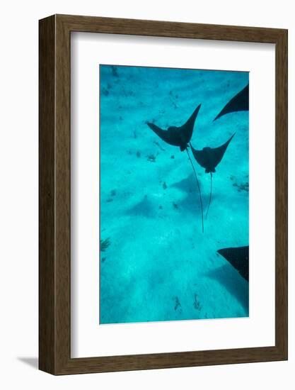 Eagle Rays Swimming in the Pacific Ocean, Tahiti, French Polynesia-null-Framed Photographic Print