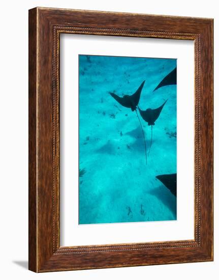 Eagle Rays Swimming in the Pacific Ocean, Tahiti, French Polynesia-null-Framed Photographic Print