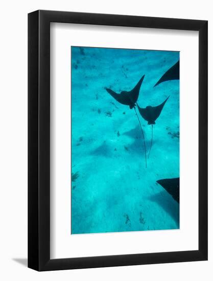 Eagle Rays Swimming in the Pacific Ocean, Tahiti, French Polynesia-null-Framed Photographic Print