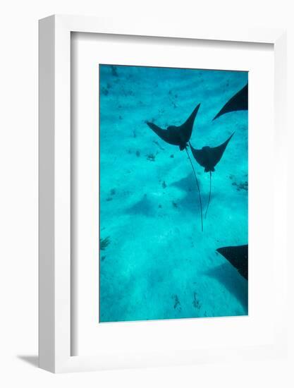 Eagle Rays Swimming in the Pacific Ocean, Tahiti, French Polynesia-null-Framed Photographic Print