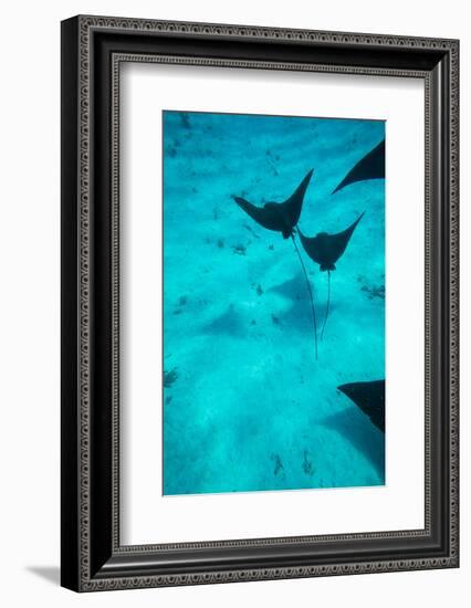 Eagle Rays Swimming in the Pacific Ocean, Tahiti, French Polynesia-null-Framed Photographic Print