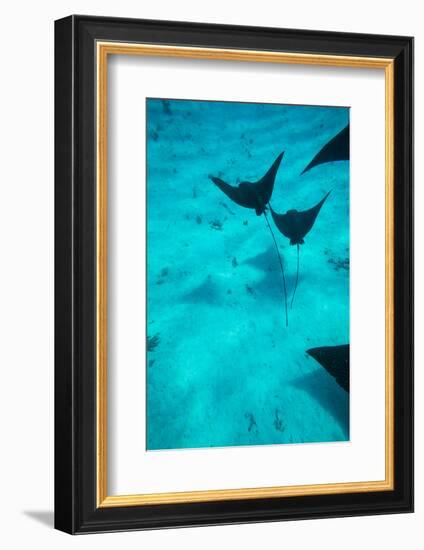 Eagle Rays Swimming in the Pacific Ocean, Tahiti, French Polynesia-null-Framed Photographic Print