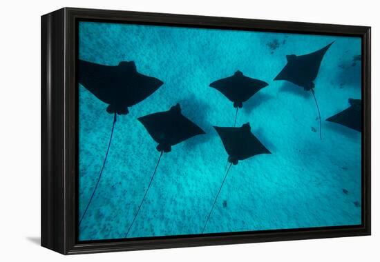 Eagle Rays Swimming in the Pacific Ocean, Tahiti, French Polynesia-null-Framed Premier Image Canvas