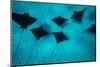 Eagle Rays Swimming in the Pacific Ocean, Tahiti, French Polynesia-null-Mounted Photographic Print