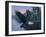 Eagle Soaring-Rusty Frentner-Framed Giclee Print