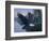 Eagle Soaring-Rusty Frentner-Framed Giclee Print