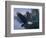 Eagle Soaring-Rusty Frentner-Framed Giclee Print