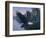 Eagle Soaring-Rusty Frentner-Framed Giclee Print