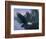 Eagle Soaring-Rusty Frentner-Framed Giclee Print