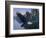 Eagle Soaring-Rusty Frentner-Framed Giclee Print