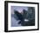 Eagle Soaring-Rusty Frentner-Framed Giclee Print