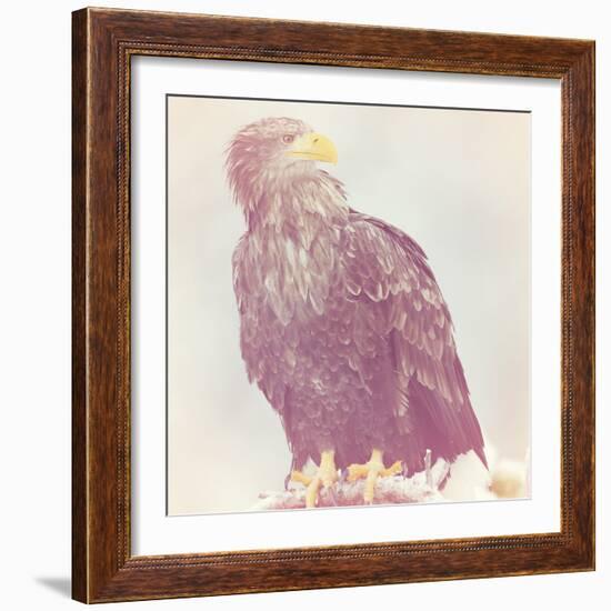 Eagle - Soft-Staffan Widstrand-Framed Giclee Print