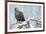 Eagle-Staffan Widstrand-Framed Giclee Print