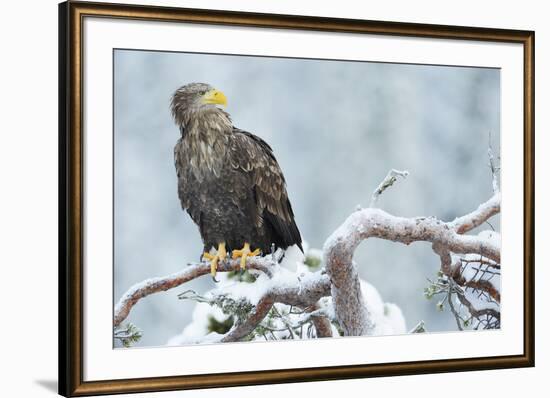 Eagle-Staffan Widstrand-Framed Giclee Print