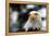 Eagle-rihardzz-Framed Premier Image Canvas