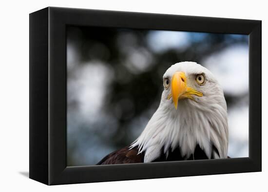 Eagle-rihardzz-Framed Premier Image Canvas