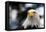 Eagle-rihardzz-Framed Premier Image Canvas