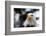 Eagle-rihardzz-Framed Photographic Print