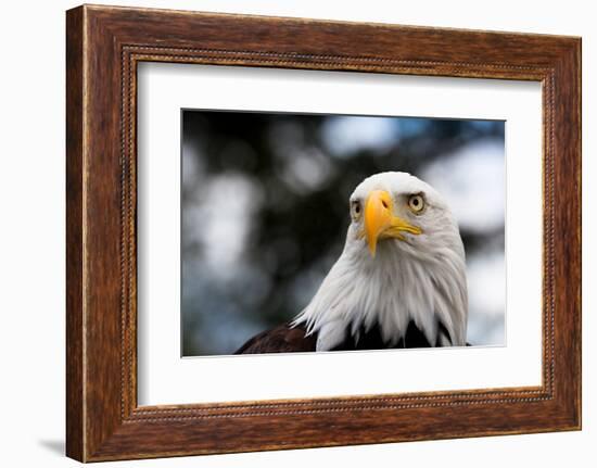 Eagle-rihardzz-Framed Photographic Print