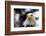 Eagle-rihardzz-Framed Photographic Print