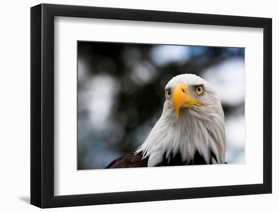 Eagle-rihardzz-Framed Photographic Print