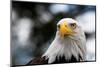 Eagle-rihardzz-Mounted Photographic Print