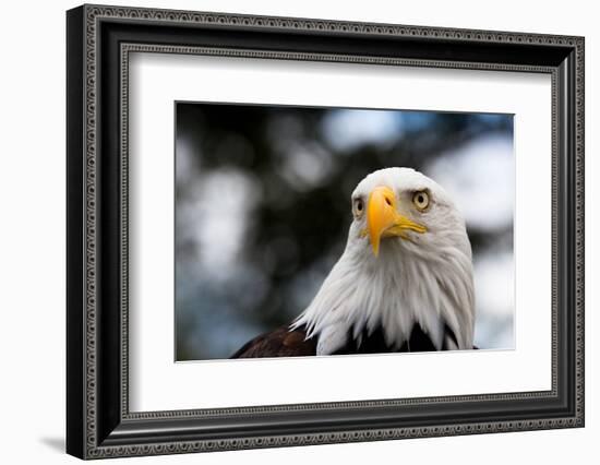 Eagle-rihardzz-Framed Photographic Print