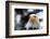 Eagle-rihardzz-Framed Photographic Print