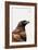 Eagle-PhotoINC-Framed Art Print