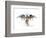 Eagles Become-Alex Cherry-Framed Premium Giclee Print