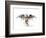 Eagles Become-Alex Cherry-Framed Premium Giclee Print