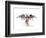 Eagles Become-Alex Cherry-Framed Premium Giclee Print